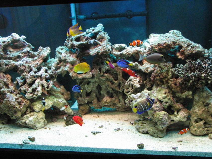 Rated #1: 125 Gallons Saltwater Fish Tank - 125 G with over 100 pounds live rocks.30G sump. ASM G 2 skimmer.with various fishes Queen, Flame, Naso Tang, Blue face, fox face, nemos, dories, box...etc....... Rated #1: 125 Gallons Saltwater Fish Tank - 125 G with over 100 pounds live rocks.30G sump. ASM G 2 skimmer.with various fishes Queen, Flame, Naso Tang, Blue face, fox face, nemos, dories, box...etc.......