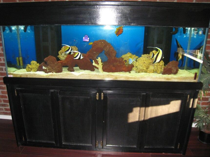 Rated #79: 125 Gallons Saltwater Fish Tank - my 125 Rated #79: 125 Gallons Saltwater Fish Tank - my 125