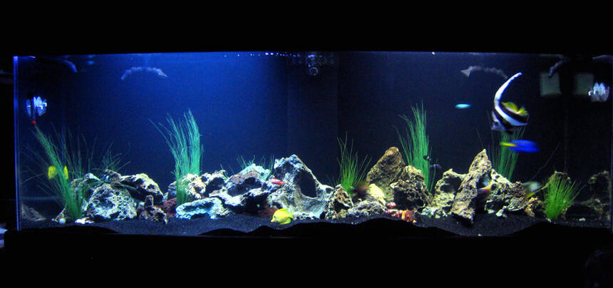 Rated #30: 130 Gallons Saltwater Fish Tank - 130 gallon tank with Powder Blue Tang, Heniochus, Blue Tang, Yellow Tang, Sailfin Tang, Clown Fishes, Niger Trigger, Striped Damsels (avoid damsels - they Rated #30: 130 Gallons Saltwater Fish Tank - 130 gallon tank with Powder Blue Tang, Heniochus, Blue Tang, Yellow Tang, Sailfin Tang, Clown Fishes, Niger Trigger, Striped Damsels (avoid damsels - they're a pain!), Green Chromis, Green Serpent Star, Electric Blue Hermit Crab, Cleaner Shrimp, Lots of Hermit Crabs, and a Blue Lobster.