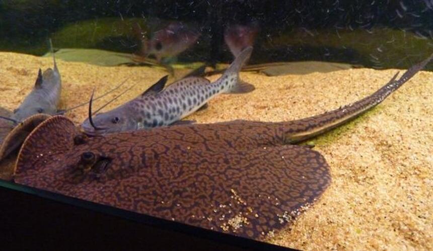 Rated #78: 200 Gallons Saltwater Fish Tank - Reticulated Ray and Vulture Catfish
Having a cuddle!
Wrong catagory again help!! Rated #78: 200 Gallons Saltwater Fish Tank - Reticulated Ray and Vulture Catfish
Having a cuddle!
Wrong catagory again help!!