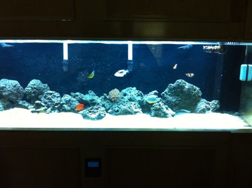 Rated #104: 125 Gallons Saltwater Fish Tank - my 125 gallon acrylic tank with a self built custom made solid maple stand Rated #104: 125 Gallons Saltwater Fish Tank - my 125 gallon acrylic tank with a self built custom made solid maple stand