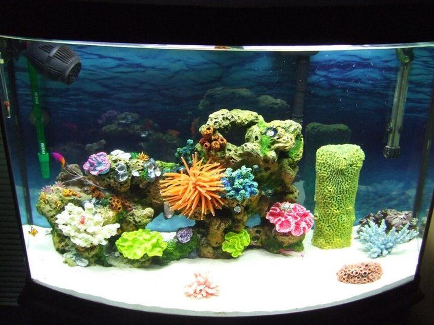 Rated #51: 36 Gallons Saltwater Fish Tank - I have 2 clown fish, 1 royal gramma, 1 purple fire goby, 1 skunk cleaner shrimp, and 1 blue knuckle hermit crab :DD Rated #51: 36 Gallons Saltwater Fish Tank - I have 2 clown fish, 1 royal gramma, 1 purple fire goby, 1 skunk cleaner shrimp, and 1 blue knuckle hermit crab :DD