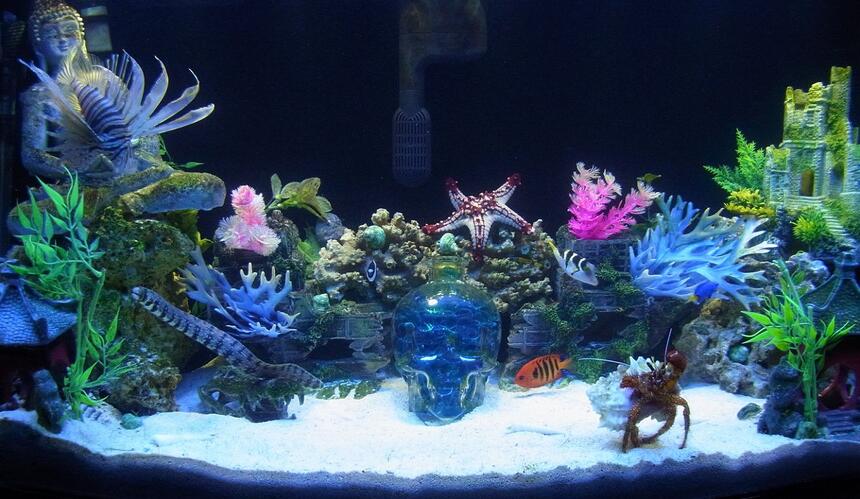 Rated #14: 50 Gallons Saltwater Fish Tank - 50 gallon bowfront Rated #14: 50 Gallons Saltwater Fish Tank - 50 gallon bowfront