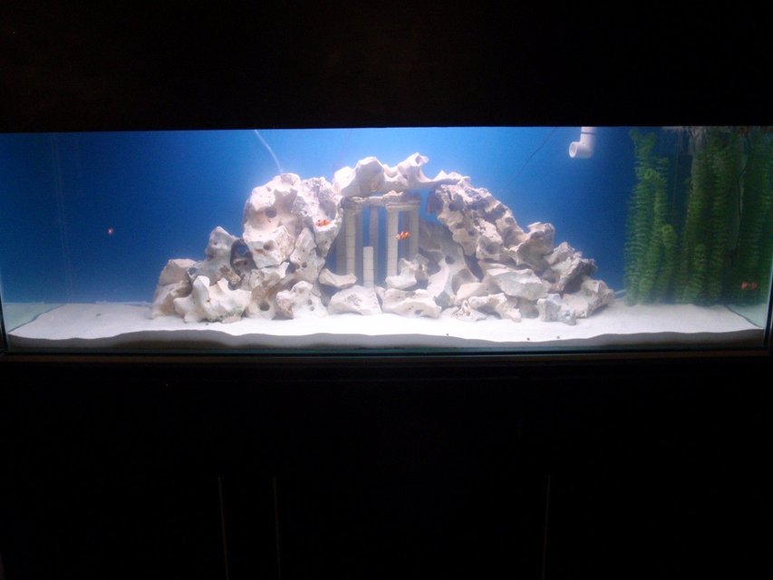 Rated #16: 140 Gallons Saltwater Fish Tank - Our monster tank. Enjoy! Rated #16: 140 Gallons Saltwater Fish Tank - Our monster tank. Enjoy!