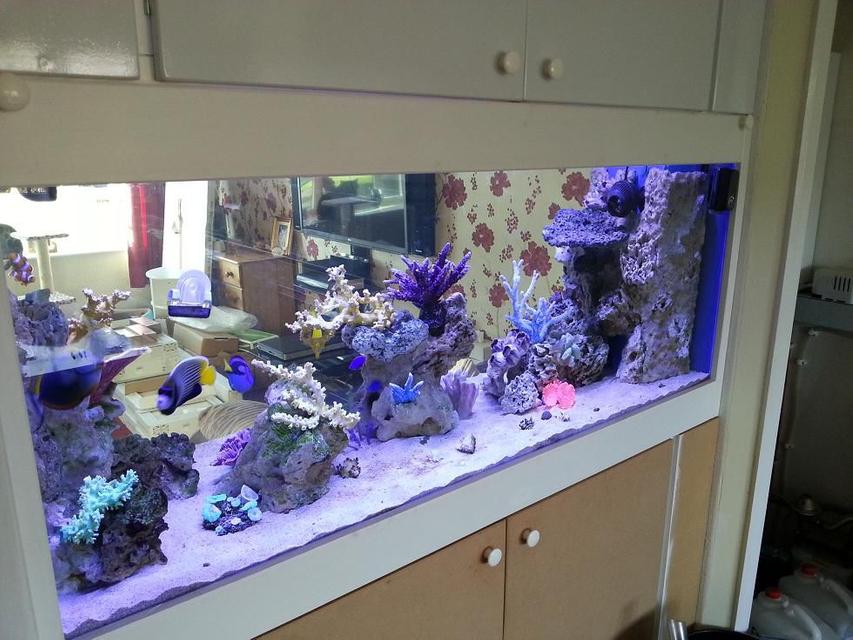 Rated #3: 130 Gallons Saltwater Fish Tank - New in wall tank, unfinished cabinet Rated #3: 130 Gallons Saltwater Fish Tank - New in wall tank, unfinished cabinet