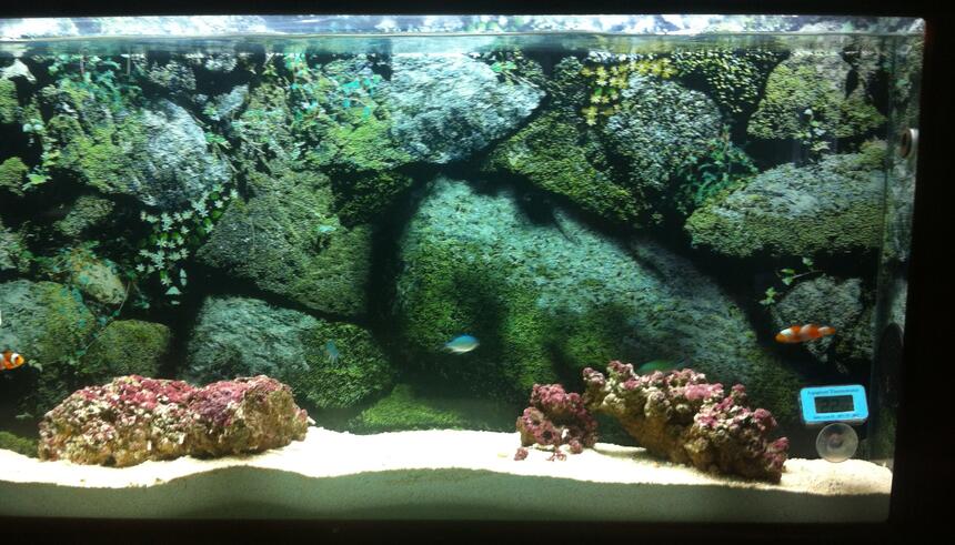 Rated #10: 10 Gallons Saltwater Fish Tank - My 10g wall-mounted aquarium Rated #10: 10 Gallons Saltwater Fish Tank - My 10g wall-mounted aquarium