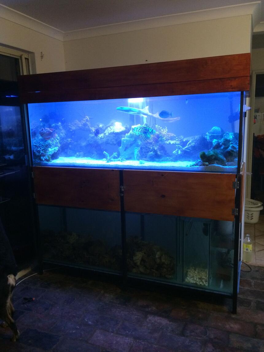 Rated #7: 230 Gallons Saltwater Fish Tank - New setup Rated #7: 230 Gallons Saltwater Fish Tank - New setup