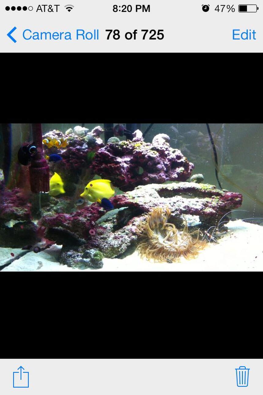 Rated #4: 75 Gallons Saltwater Fish Tank - My salt water tank running two years an doing well may
57 gallon corner tank
100 pounds of Fiji live rock
2 clowns
One yellow tang
3 damsals
A very large long tenical
And a angel fish that I don\ Rated #4: 75 Gallons Saltwater Fish Tank - My salt water tank running two years an doing well may
57 gallon corner tank
100 pounds of Fiji live rock
2 clowns
One yellow tang
3 damsals
A very large long tenical
And a angel fish that I don't know the name of
A bunch of inverts chola te star fish
More then I can name took me 3 mounths to build my self my true pride