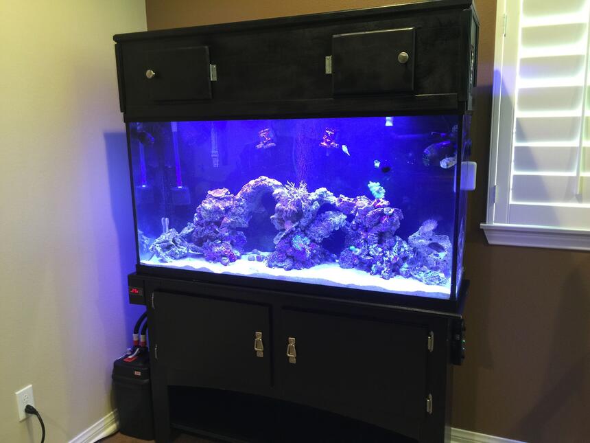 Rated #4: 60 Gallons Saltwater Fish Tank - 60 gallon saltwater reef fish tank Rated #4: 60 Gallons Saltwater Fish Tank - 60 gallon saltwater reef fish tank