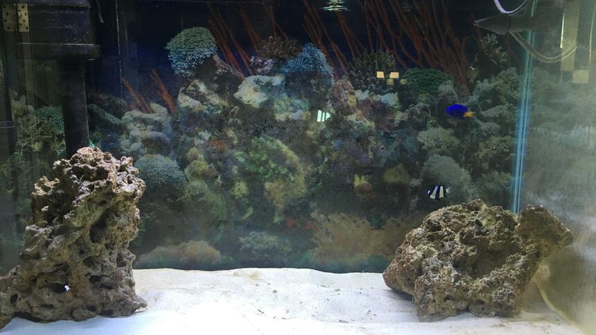 Rated #4: 29 Gallons Saltwater Fish Tank - Just the beginning Rated #4: 29 Gallons Saltwater Fish Tank - Just the beginning