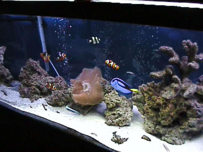 Rated #9: 125 Gallons Saltwater Fish Tank - 125 gallon.. still growing.. GIVE LOVE TO THE BIG TANKS WHEN YOU RATE THEM. COST ALOT MORE TO MAKE THEM LOOK GOOD. Rated #9: 125 Gallons Saltwater Fish Tank - 125 gallon.. still growing.. GIVE LOVE TO THE BIG TANKS WHEN YOU RATE THEM. COST ALOT MORE TO MAKE THEM LOOK GOOD.