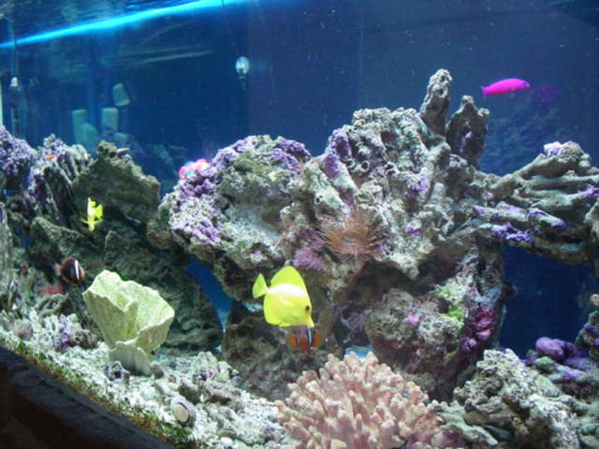 Rated #4: 120 Gallons Saltwater Fish Tank - 120 gallon tank Rated #4: 120 Gallons Saltwater Fish Tank - 120 gallon tank