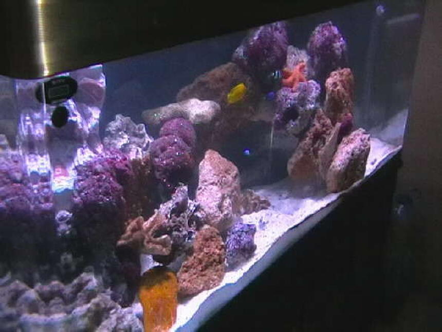 Rated #10: 100 Gallons Saltwater Fish Tank - my tank after 50 days Rated #10: 100 Gallons Saltwater Fish Tank - my tank after 50 days