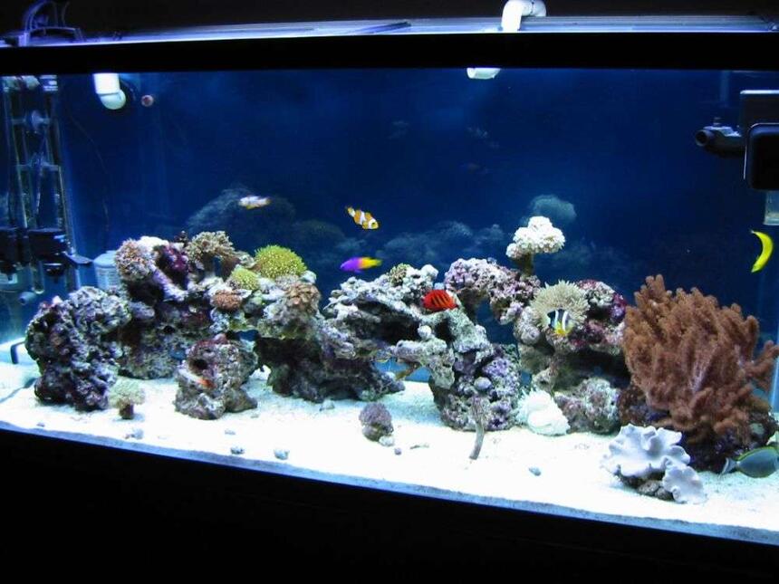 Rated #75: 90 Gallons Saltwater Fish Tank - My new tank with little corals and some fishes Rated #75: 90 Gallons Saltwater Fish Tank - My new tank with little corals and some fishes