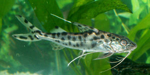 Pictus Catfish
