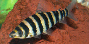 Banded Leporinus Headstander