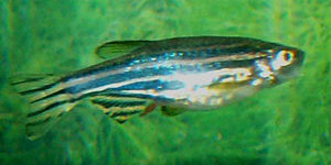 Zebra Danio