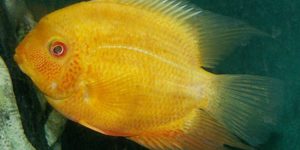 Cichlid
