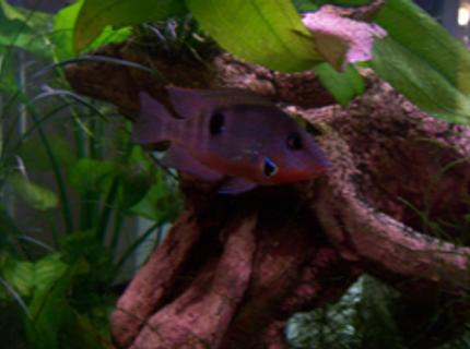 freshwater fish - thorichthys meeki - firemouth cichlid stocking in 46 gallons tank - Here is the Fire Mouth which will be in exile very soon, Way to agressive with the other fish including those which are 3 or 4 times bigger than him. One interesting note is that he protects the Feeder Gold fish form the predator fish. freshwater fish - thorichthys meeki - firemouth cichlid stocking in 46 gallons tank - Here is the Fire Mouth which will be in exile very soon, Way to agressive with the other fish including those which are 3 or 4 times bigger than him. One interesting note is that he protects the Feeder Gold fish form the predator fish.