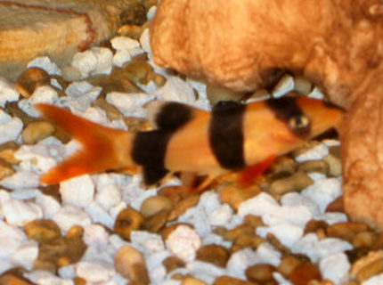 freshwater fish - botia macracantha - clown loach stocking in 18 gallons tank - Clown Loach (Chromobotia Macracanthus) freshwater fish - botia macracantha - clown loach stocking in 18 gallons tank - Clown Loach (Chromobotia Macracanthus)