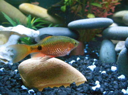 freshwater fish - puntius conchonius - rosy barb stocking in 24 gallons tank - Rosey Barb freshwater fish - puntius conchonius - rosy barb stocking in 24 gallons tank - Rosey Barb