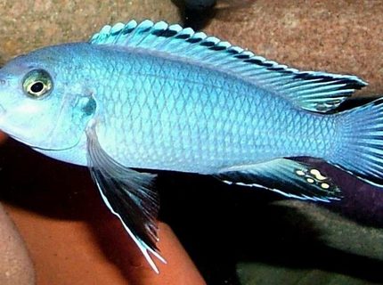Rated #5: Freshwater Fish - Pseudotropheus Socolofi - Powder Blue Cichlid Stocking In 180 Gallons Tank - Pseudotropheus Socolofi Rated #5: Freshwater Fish - Pseudotropheus Socolofi - Powder Blue Cichlid Stocking In 180 Gallons Tank - Pseudotropheus Socolofi