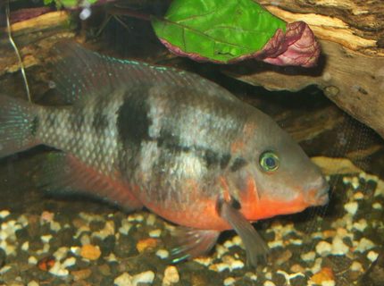 freshwater fish - thorichthys meeki - firemouth cichlid stocking in 90 gallons tank - firemouth also got killed from idiot pouring beer in my tank freshwater fish - thorichthys meeki - firemouth cichlid stocking in 90 gallons tank - firemouth also got killed from idiot pouring beer in my tank