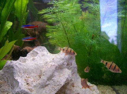 freshwater fish - paracheirodon axelrodi - cardinal tetra stocking in 32 gallons tank - My Pentazona Barb and Cardinal Tetra freshwater fish - paracheirodon axelrodi - cardinal tetra stocking in 32 gallons tank - My Pentazona Barb and Cardinal Tetra