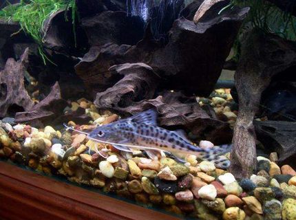freshwater fish - pimelodus pictus - pictus cat stocking in 50 gallons tank - Pictus Catfish are impossable to get a clean shot of they never stop moving so this is the best shot I could get freshwater fish - pimelodus pictus - pictus cat stocking in 50 gallons tank - Pictus Catfish are impossable to get a clean shot of they never stop moving so this is the best shot I could get
