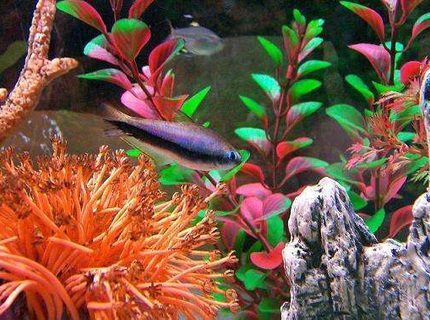 freshwater fish - paracheirodon axelrodi - cardinal tetra - ??Blue Eyed Tetra?? freshwater fish - paracheirodon axelrodi - cardinal tetra - ??Blue Eyed Tetra??