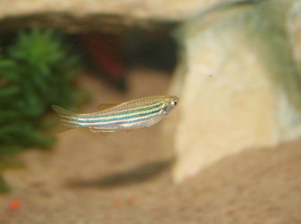 freshwater fish - danio rerio - zebra danio stocking in 1 gallon tank - little fish freshwater fish - danio rerio - zebra danio stocking in 1 gallon tank - little fish