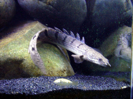freshwater fish - polypterus senegalus - senegal bichir stocking in 55 gallons tank - senegal bichir freshwater fish - polypterus senegalus - senegal bichir stocking in 55 gallons tank - senegal bichir