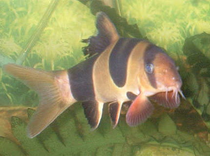 freshwater fish - botia macracantha - clown loach stocking in 110 gallons tank - 4" Clown Loach freshwater fish - botia macracantha - clown loach stocking in 110 gallons tank - 4" Clown Loach