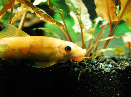 freshwater fish - gyrinocheilos aymonieri - gold algae eater stocking in 75 gallons tank - Gold Algae Eater freshwater fish - gyrinocheilos aymonieri - gold algae eater stocking in 75 gallons tank - Gold Algae Eater