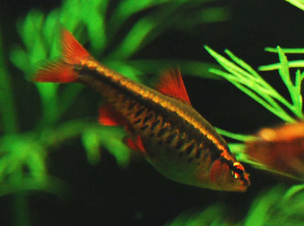freshwater fish - puntius titteya - cherry barb stocking in 75 gallons tank - Cherry Barb - female freshwater fish - puntius titteya - cherry barb stocking in 75 gallons tank - Cherry Barb - female