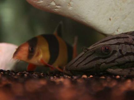 freshwater fish - botia macracantha - clown loach stocking in 138 gallons tank - Clown Loach VS Royal Pleco freshwater fish - botia macracantha - clown loach stocking in 138 gallons tank - Clown Loach VS Royal Pleco
