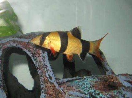 freshwater fish - botia macracantha - clown loach stocking in 40 gallons tank - My Clown Loach freshwater fish - botia macracantha - clown loach stocking in 40 gallons tank - My Clown Loach