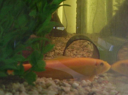 freshwater fish - gyrinocheilos aymonieri - gold algae eater - When i took this picture of my gold algae eater he was playing the stay still and maybe they wont see me card, silly thing, he loves to hide in the tubing and chase the other two brown algae eaters, he is the biggest sae freshwater fish - gyrinocheilos aymonieri - gold algae eater - When i took this picture of my gold algae eater he was playing the stay still and maybe they wont see me card, silly thing, he loves to hide in the tubing and chase the other two brown algae eaters, he is the biggest sae