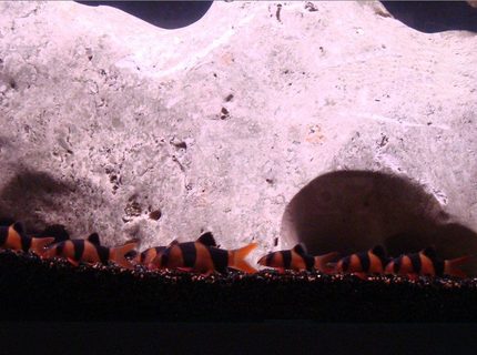 freshwater fish - botia macracantha - clown loach stocking in 138 gallons tank - i have no idea what happen to them.. freshwater fish - botia macracantha - clown loach stocking in 138 gallons tank - i have no idea what happen to them..