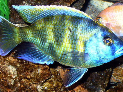 freshwater fish - nimbochromis venustus - venustus cichlid stocking in 125 gallons tank - Fatty freshwater fish - nimbochromis venustus - venustus cichlid stocking in 125 gallons tank - Fatty