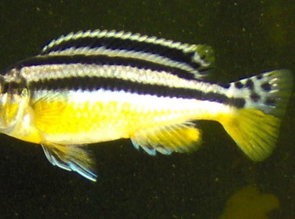 freshwater fish - melanochromis auratus - auratus cichlid stocking in 55 gallons tank - very young auratus
sex unknown to date freshwater fish - melanochromis auratus - auratus cichlid stocking in 55 gallons tank - very young auratus
sex unknown to date