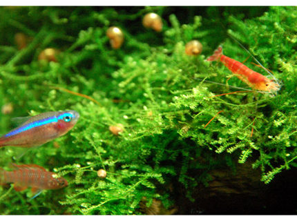 freshwater fish - paracheirodon axelrodi - cardinal tetra stocking in 15 gallons tank - Tetra, Babis looking at Shrimpy (Tetra's color still not mature yet cause i took this shot 10 mins after i'd turn on the tank's lights) freshwater fish - paracheirodon axelrodi - cardinal tetra stocking in 15 gallons tank - Tetra, Babis looking at Shrimpy (Tetra's color still not mature yet cause i took this shot 10 mins after i'd turn on the tank's lights)