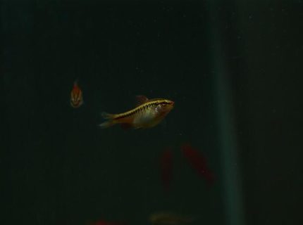 freshwater fish - puntius titteya - albino cherry barb stocking in 95 gallons tank - Puntius titteya female freshwater fish - puntius titteya - albino cherry barb stocking in 95 gallons tank - Puntius titteya female