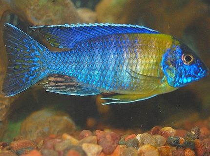 freshwater fish - aulonocara stuartgranti - peacock cichlid stocking in 55 gallons tank - peacock freshwater fish - aulonocara stuartgranti - peacock cichlid stocking in 55 gallons tank - peacock