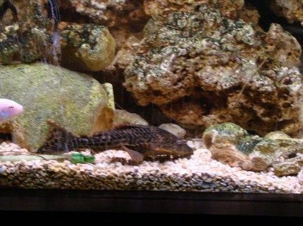 freshwater fish - hypostomus punctatus - trinidad pleco stocking in 75 gallons tank - he poOps 2 much freshwater fish - hypostomus punctatus - trinidad pleco stocking in 75 gallons tank - he poOps 2 much