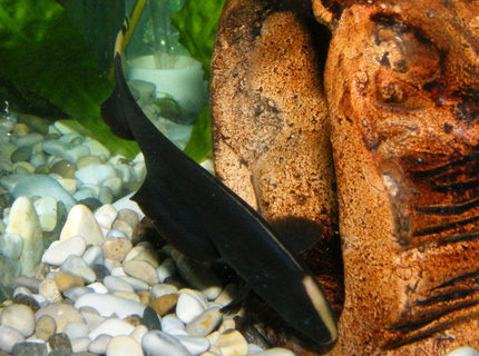 freshwater fish - apteronotus albifrons - black ghost knifefish stocking in 32 gallons tank - Black Ghost Knifefish freshwater fish - apteronotus albifrons - black ghost knifefish stocking in 32 gallons tank - Black Ghost Knifefish