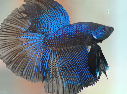 freshwater fish - betta splendens - half moon betta stocking in 30 gallons tank - pic freshwater fish - betta splendens - half moon betta stocking in 30 gallons tank - pic