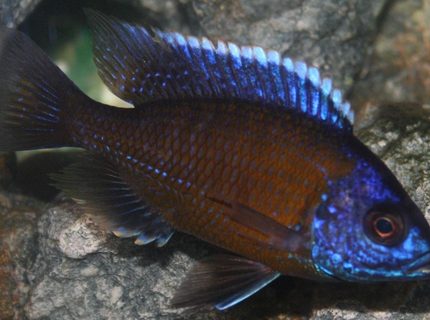 freshwater fish - copadichromis borleyi - borleyi cichlid stocking in 29 gallons tank - Don't really know the name of many of my fish I would appriciate help freshwater fish - copadichromis borleyi - borleyi cichlid stocking in 29 gallons tank - Don't really know the name of many of my fish I would appriciate help