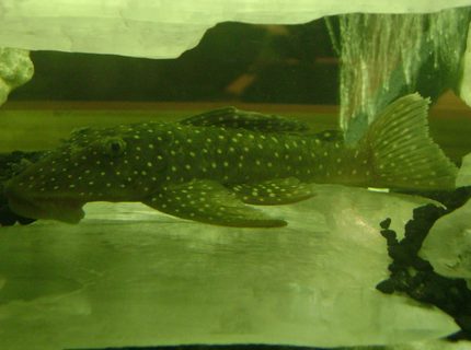 freshwater fish - baryancistrus demantoides - green phantom pleco stocking in 120 gallons tank - Green Phantom pleco freshwater fish - baryancistrus demantoides - green phantom pleco stocking in 120 gallons tank - Green Phantom pleco