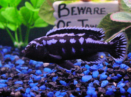 freshwater fish - melanochromis johannii - johanni cichlid stocking in 55 gallons tank - My healthy Electric blue johanni Cichlid freshwater fish - melanochromis johannii - johanni cichlid stocking in 55 gallons tank - My healthy Electric blue johanni Cichlid